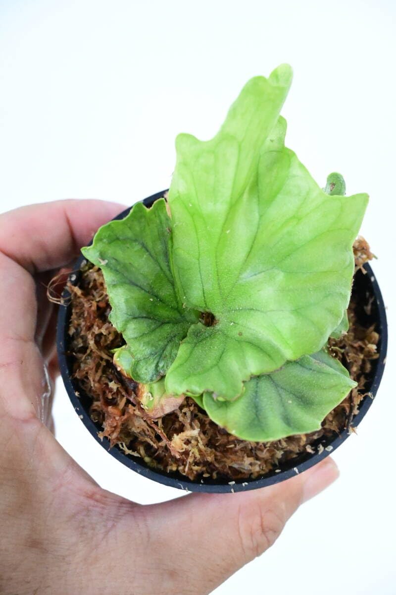 Amazon.co.jp: P.wandae dwarf TC② @bikamori.com エドワーフ