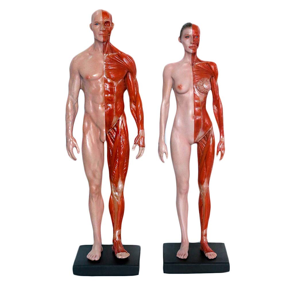 11,8 Pouces (30 Cm) Figure D'anatomie Féminine Et Masculine - Modèle D'os Musculaire Anatomique Humain - Artisanat Humain - pour L'étude du Dessin d'artiste
