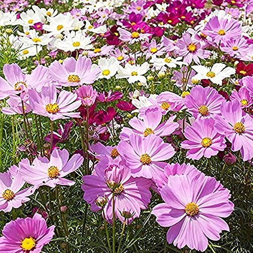 200 Piezas Semillas De Cosmos De Colores Mezclados Adecuadas Cover