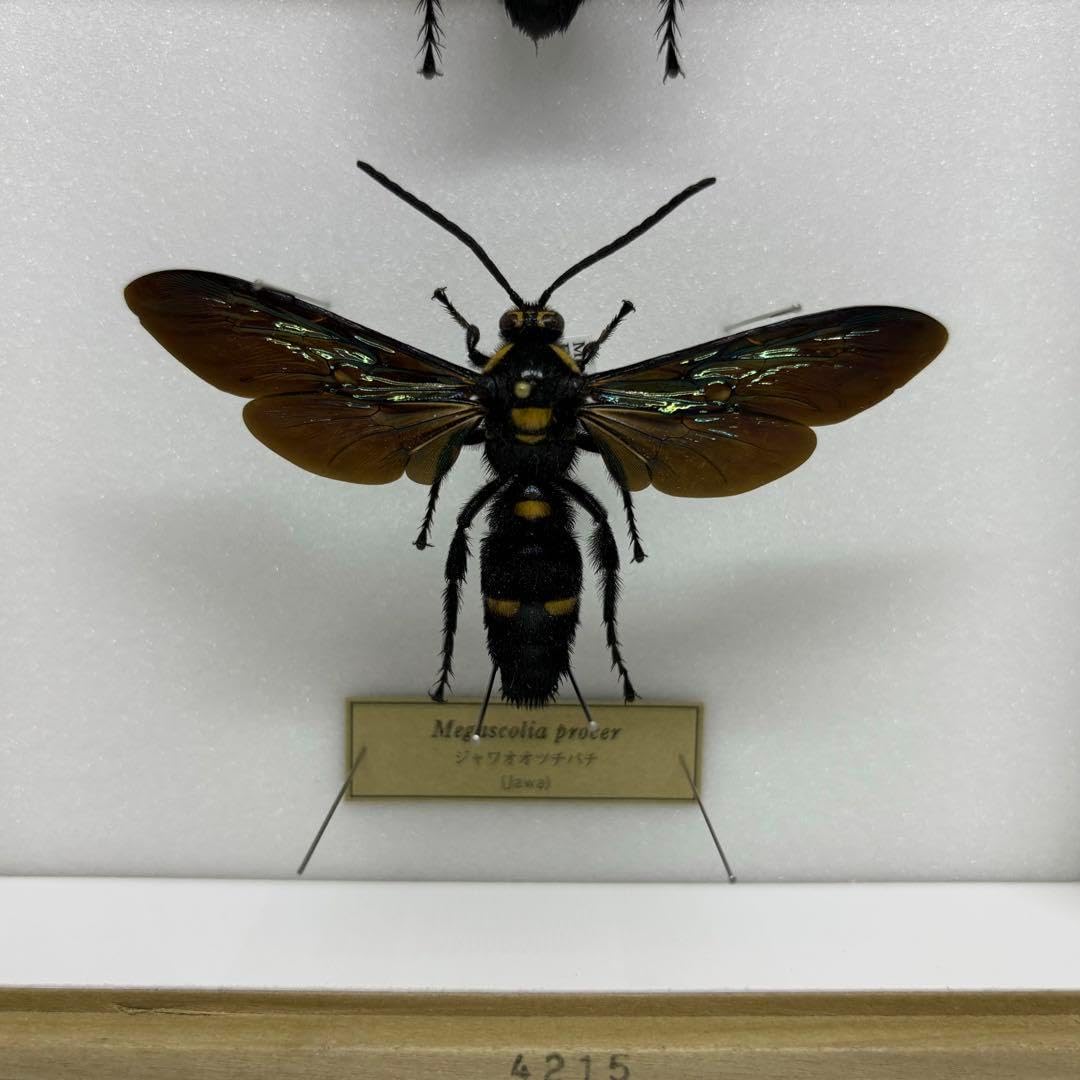 標本 ジャワオオツチバチ ドイツ箱 雌雄セット 標本 ジャワオオツチバチ ドイツ箱 雌雄セット <1215z昆虫標本> 平面