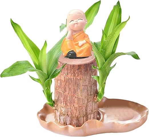 Tuxuseo Brasilianisches Glücksholz - Natürliche Schreibtischpflanze Mit Mönchstatue | Glücksbringer Für Zuhause & Büro