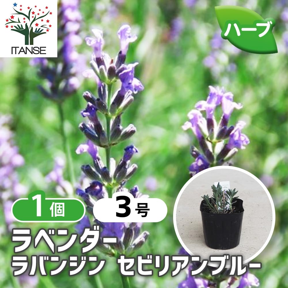 Amazon.co.jp: ITANSE ラベンダー ラバンジン セビリアンブルー