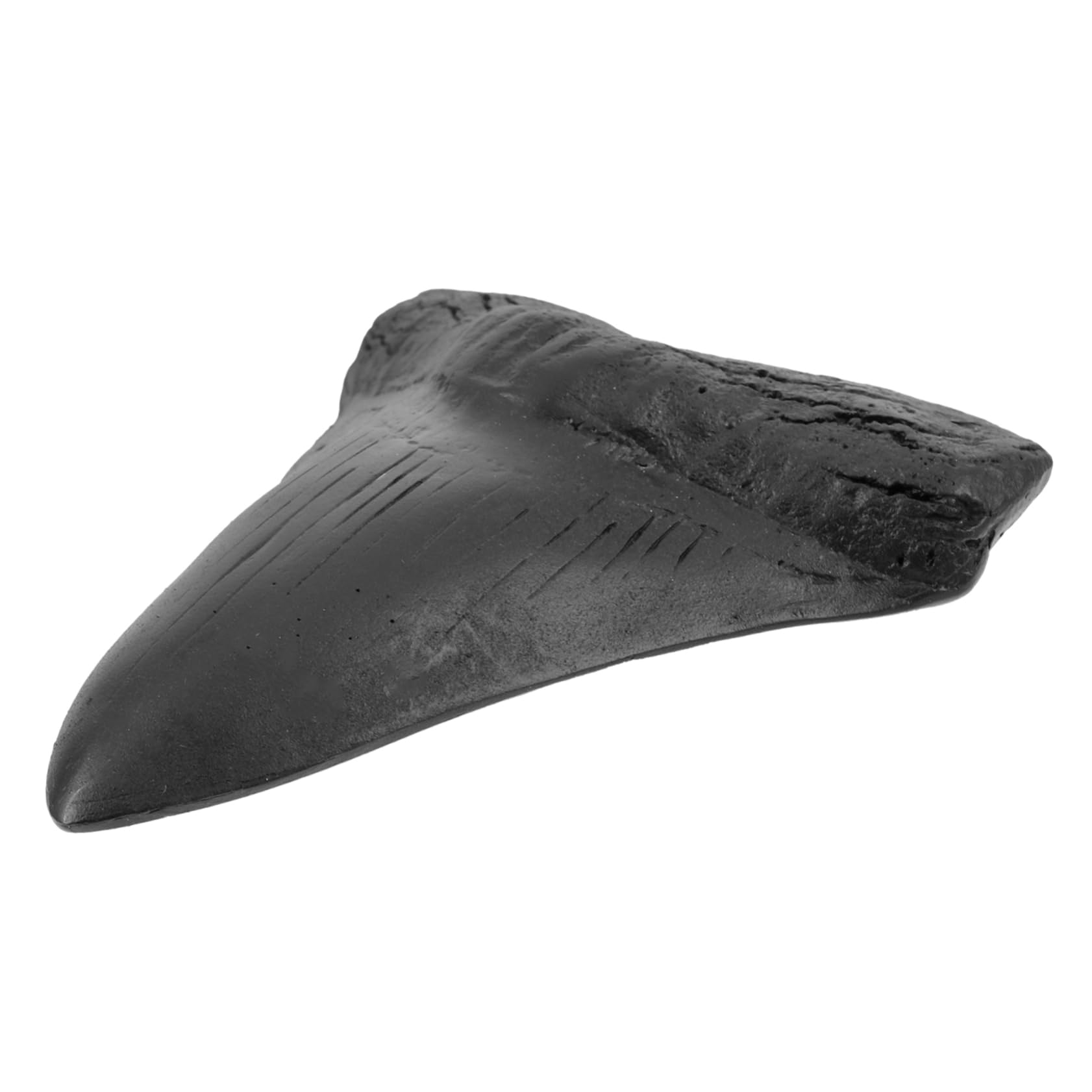 Alipis Megalodon Student Teaching Kit Replica Teeth Replica Model Decor Simulated Meglodon Teeth Megalodon Shark Teeeth Meglodon Shark Teeth Replica Simulated Model