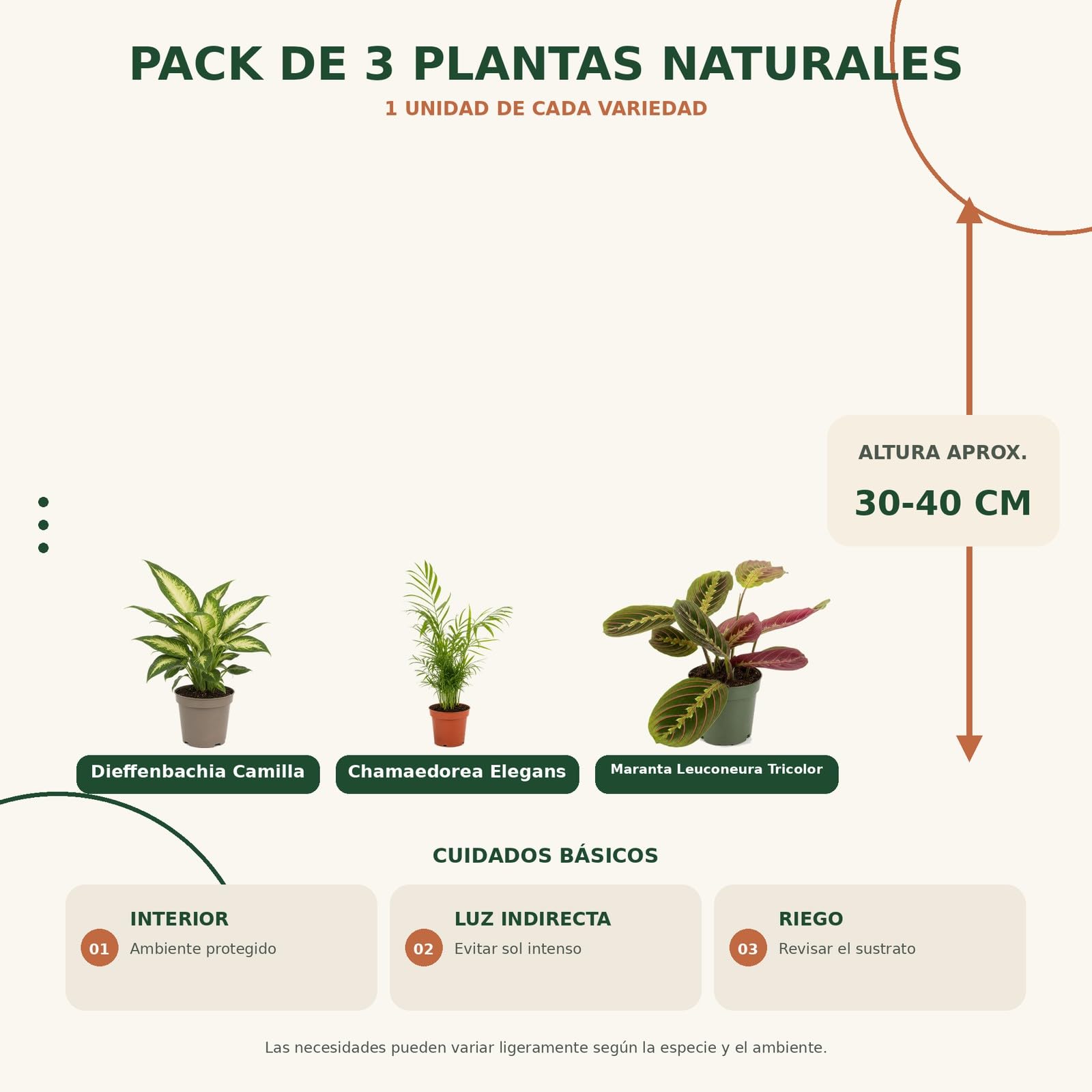 DECOALIVE Pack 3 Plantas de Interior: Ambientes Húmedos