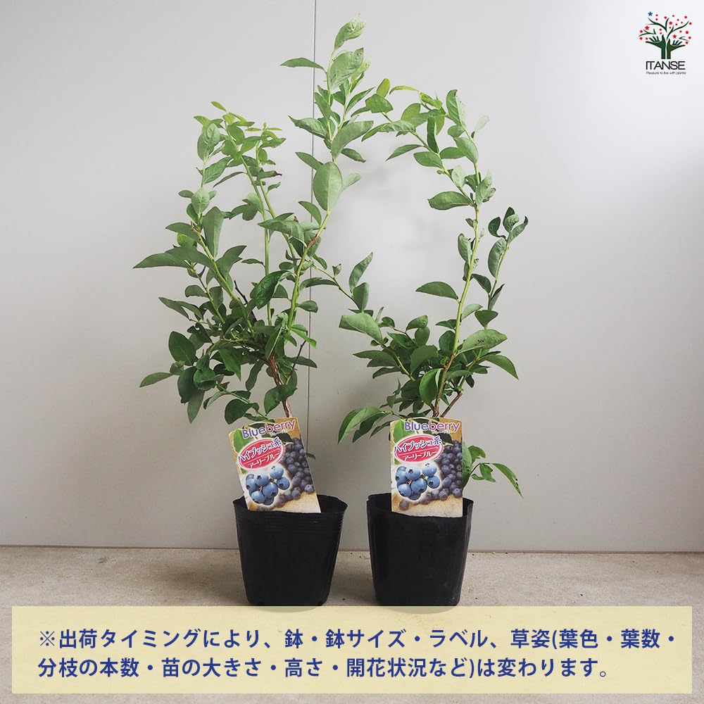 Amazon.co.jp: ITANSE ブルーベリー アーリーブルー (ノーザン