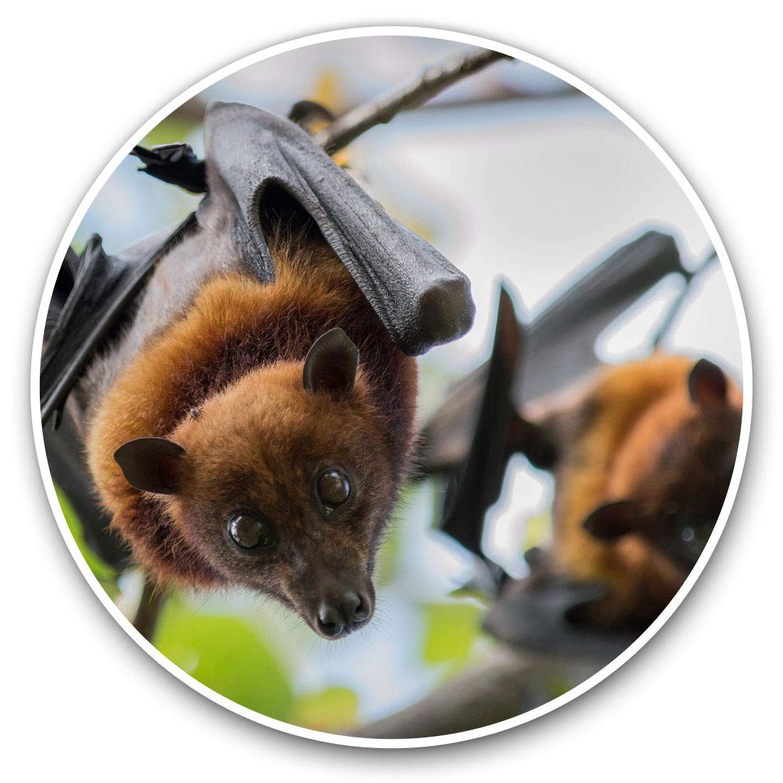 Destination Vinyl Ltd Gorgeous Fruit Bats Flying Fox 15725 Vinyl Stickers (Set Of 2) 7.5Cm - Gorgeous Fruit Bats Flying Fox #15725