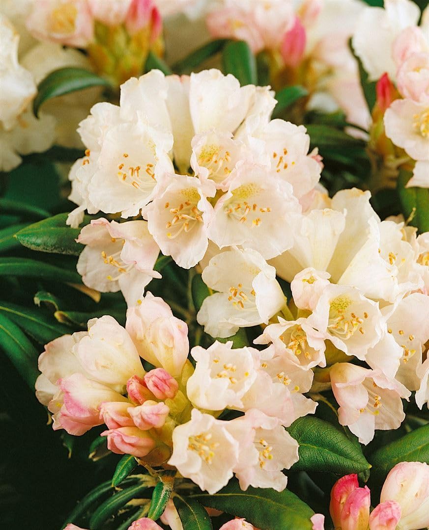 rhododendron yak morgenrot Yakushima-Rhododendron 'Morgenrot' (Rhododendron yak. I) kaufen   pflanzenmax.de