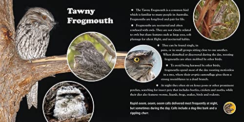 A First Book of Australian Backyard Bird Songs (sound books) - Image 2