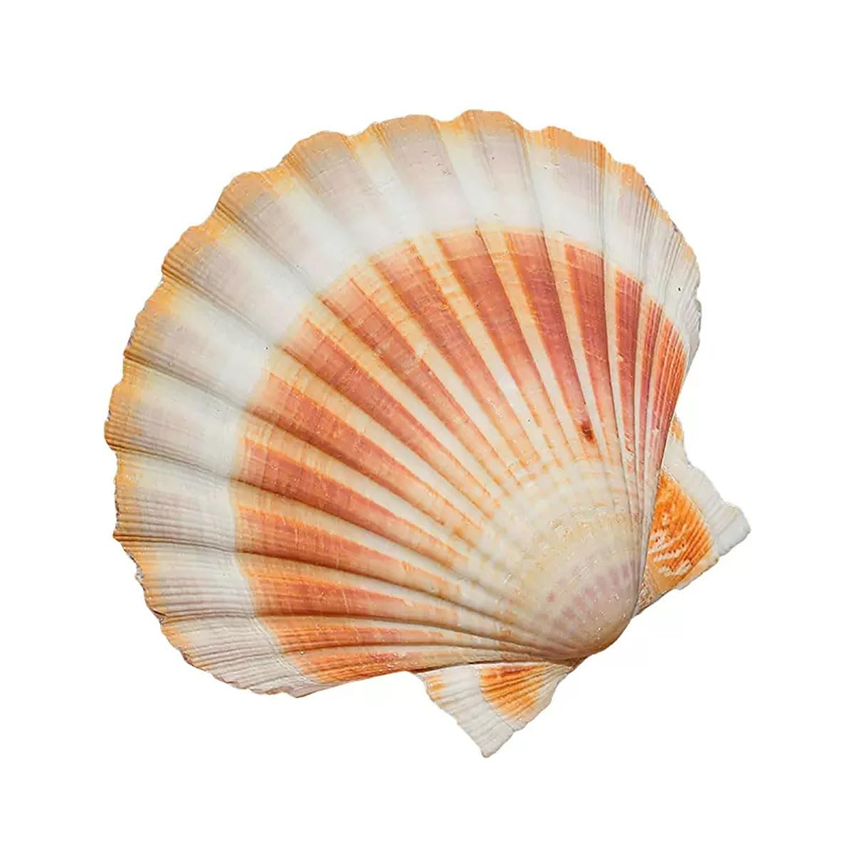 YKMYXZ shells， 9-11Cm for Decoration And DIY Crafts