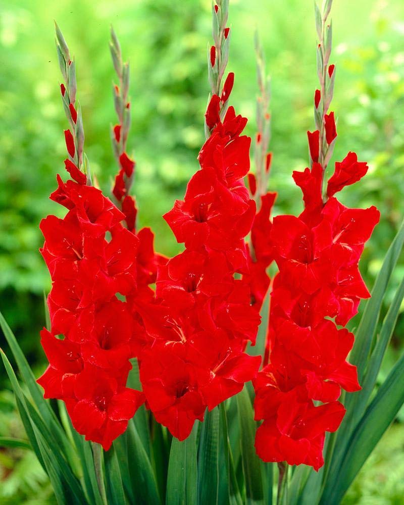 LIVE GREEN Gladiolus Red Flower Bulbs - Pack of 5 Bulbs By Live Green (LIVE-BULB01) (B09RHNM633) Amazon Price History, Amazon Price Tracker