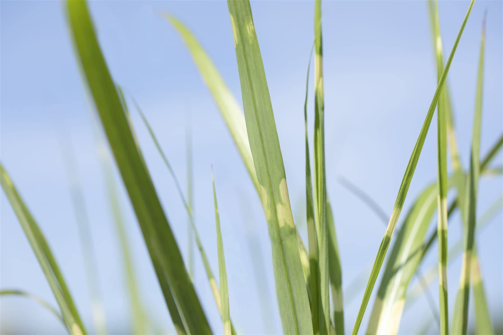 Miscanthus sinensis 'Strictus' – Winterhart, Mehrjährig, Pflegeleicht – Zebragras – Ziergras für Beet & Kübel
