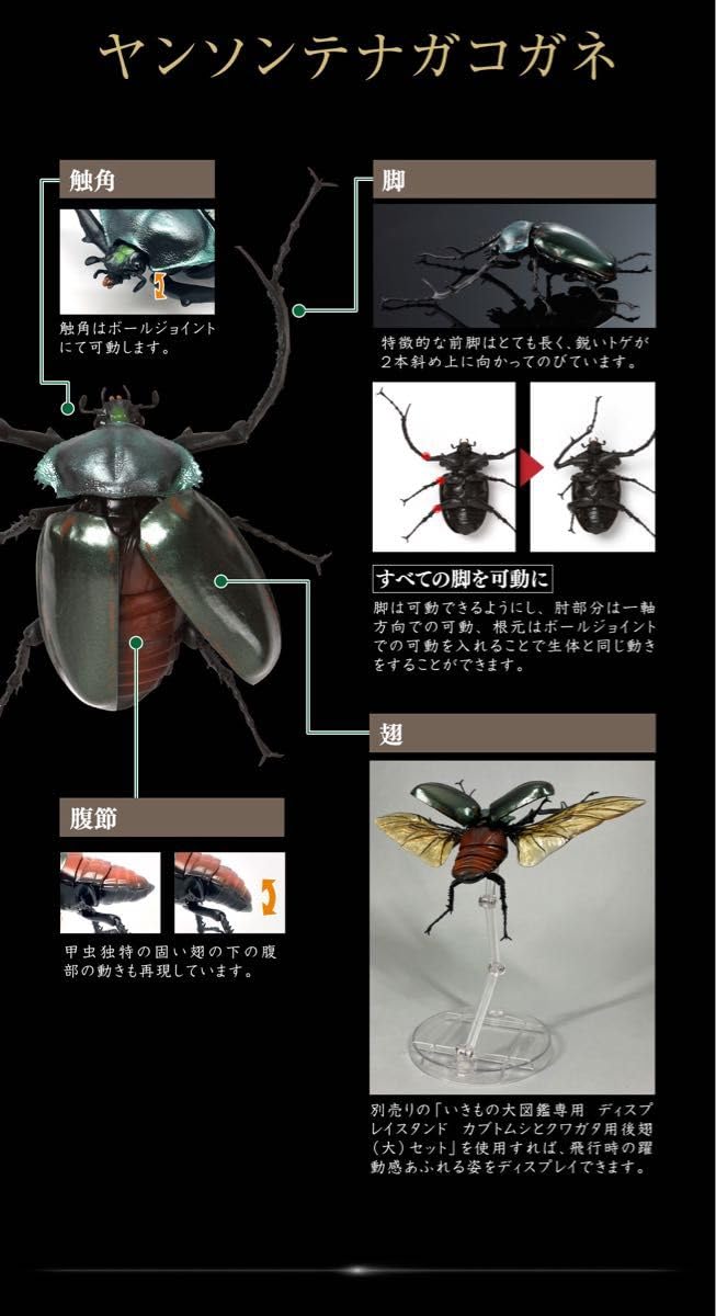 Amazon.co.jp: ヤンソンテナガコガネ いきもの大図鑑かぶとむし