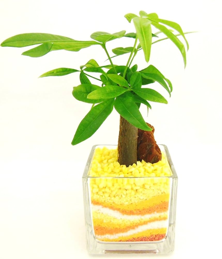 その他観葉植物 Latte Amazon | 観葉植物 パキラ ハイドロカルチャー ガラス植え S