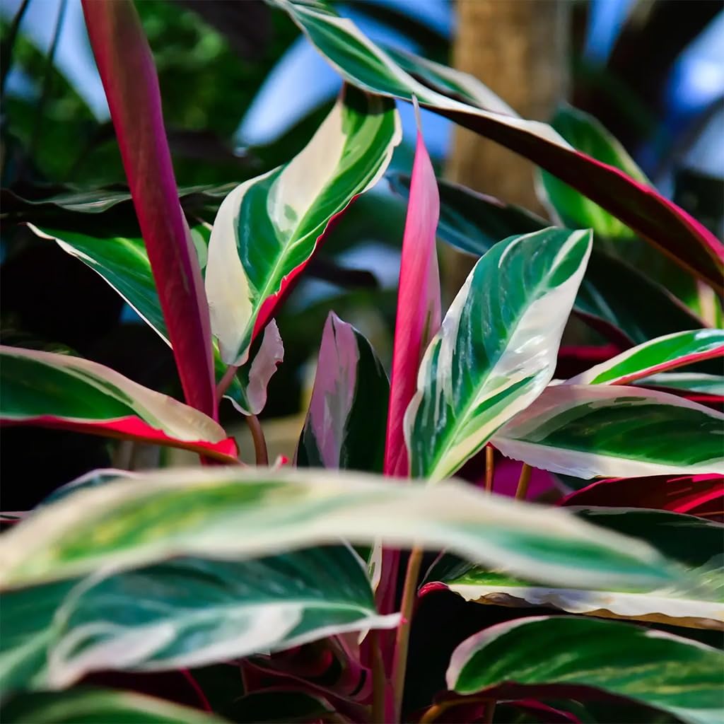 Zimmerpflanze Calathea Triostar No.19 | rosa-weiß-grüne Pflanze 60–70 cm im 19 cm Topf | ungiftig & pflegeleicht | luftreinigend | tropische Pflanze für Katzenfreunde & Wohnräume | Green Me Up
