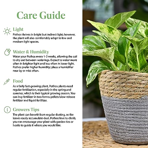 Image of American Plant Exchange Golden Pothos - 6-Inch Pot - Live Easy Care Vining Houseplant, Air Purifying Indoor Plant for Home, Office, or Garden Decor