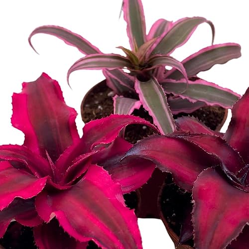 Miniatura 5 de BubbleBlooms Surtido de Cryptanthus bivittatus, juego de bromelia Earth Star, 3 suculentas diferentes