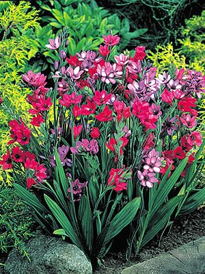 Amazon.co.jp: バビアナ 100球カラフルミックスパック 秋植え 冬植え Amazon.co.jp: バビアナ 100球カラフルミックスパック 秋植え 冬植え