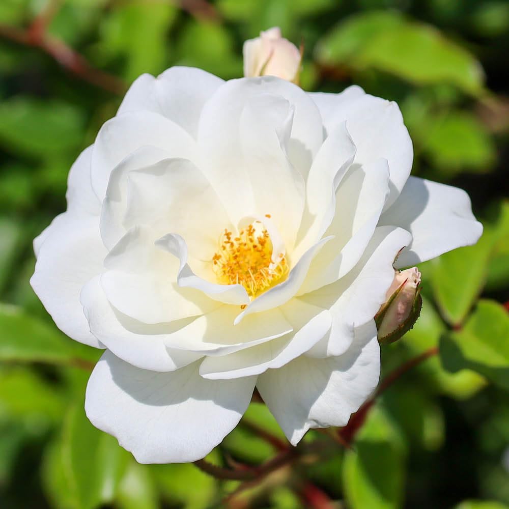 YouGarden Rose 'Climbing Iceberg' 4 Litre Pot
