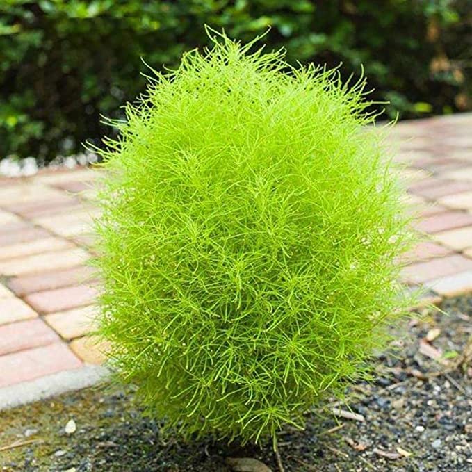 JooGTooK Kochia Green Grass Ball Flower Hybrid plant For Home Gardening Planting (B0B34S129Z) Amazon Price History, Amazon Price Tracker