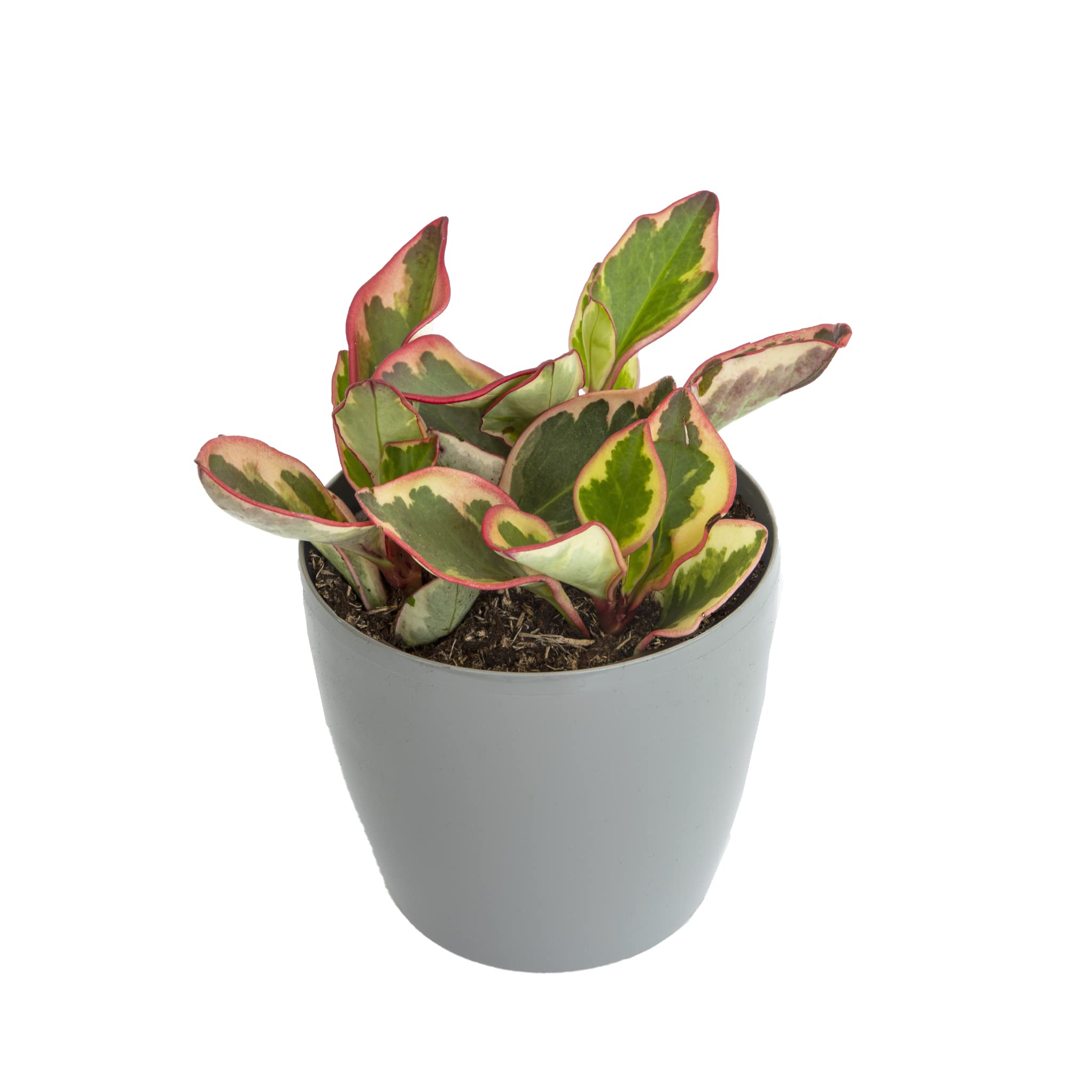 Buy Peperomia Clusifolia Ginny One 13cm Pot Established House Ideal