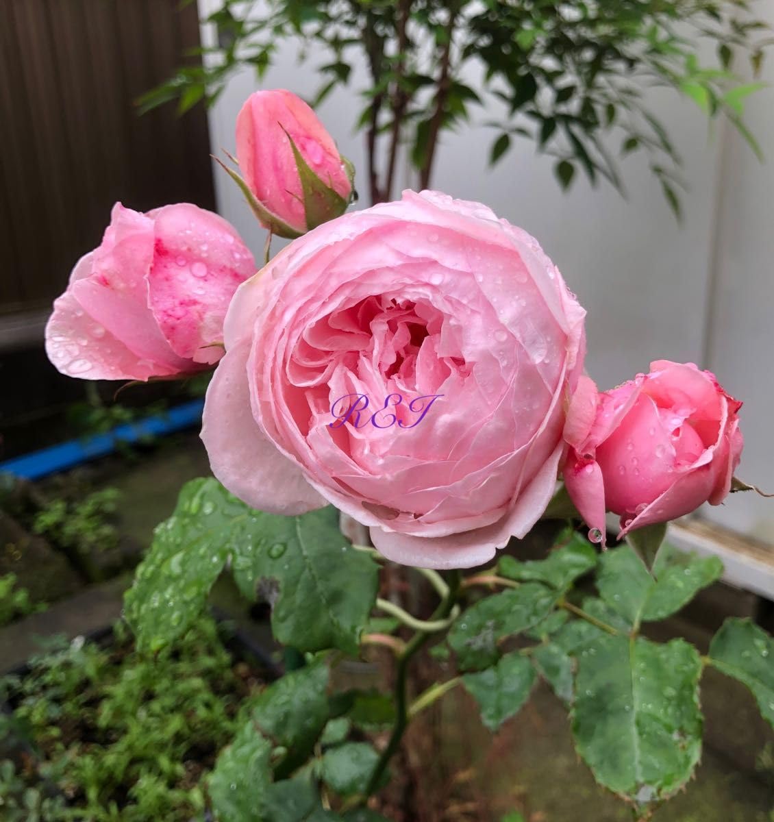 Amazon.co.jp: バラ苗 薔薇 挿し木苗 つるバラ 中大輪 強香 四季咲き