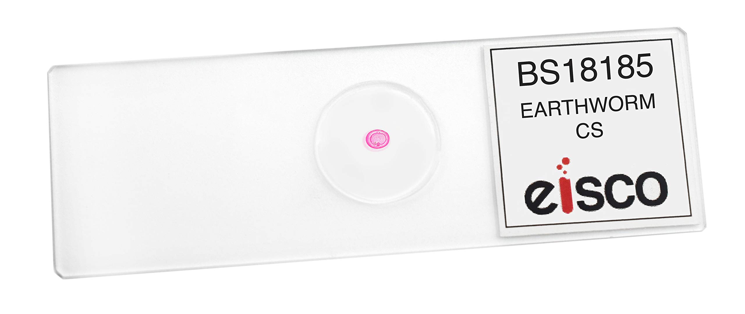 Earthworm, Cross Section - Prepared Microscope Slide - 75 x 25mm - Biology & Microscopy - Eisco Labs