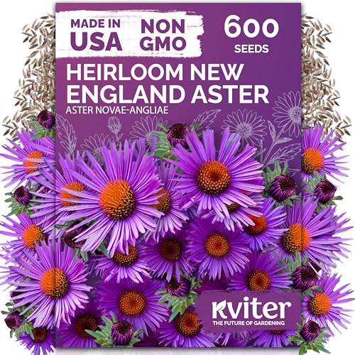KVITER 600 New England Aster Seeds for Planting (Aster novae-angliae) Purple Asters Plant Wildflower Seed Packets Perennial Cut Flower Seeds Purple Flower Garden Flowers Beds Containers