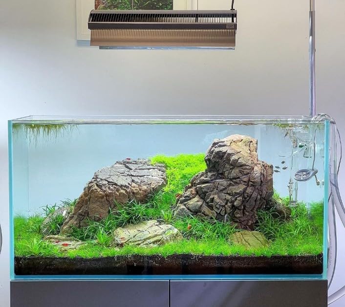 Natural Aqua Carpet Seeds/Ornament Aquatic LIVE Double Leaf Aquarium Plants 500 Seeds for Aquarium Pack of 1 (B0CZP37JZZ) Amazon Price History, Amazon Price Tracker