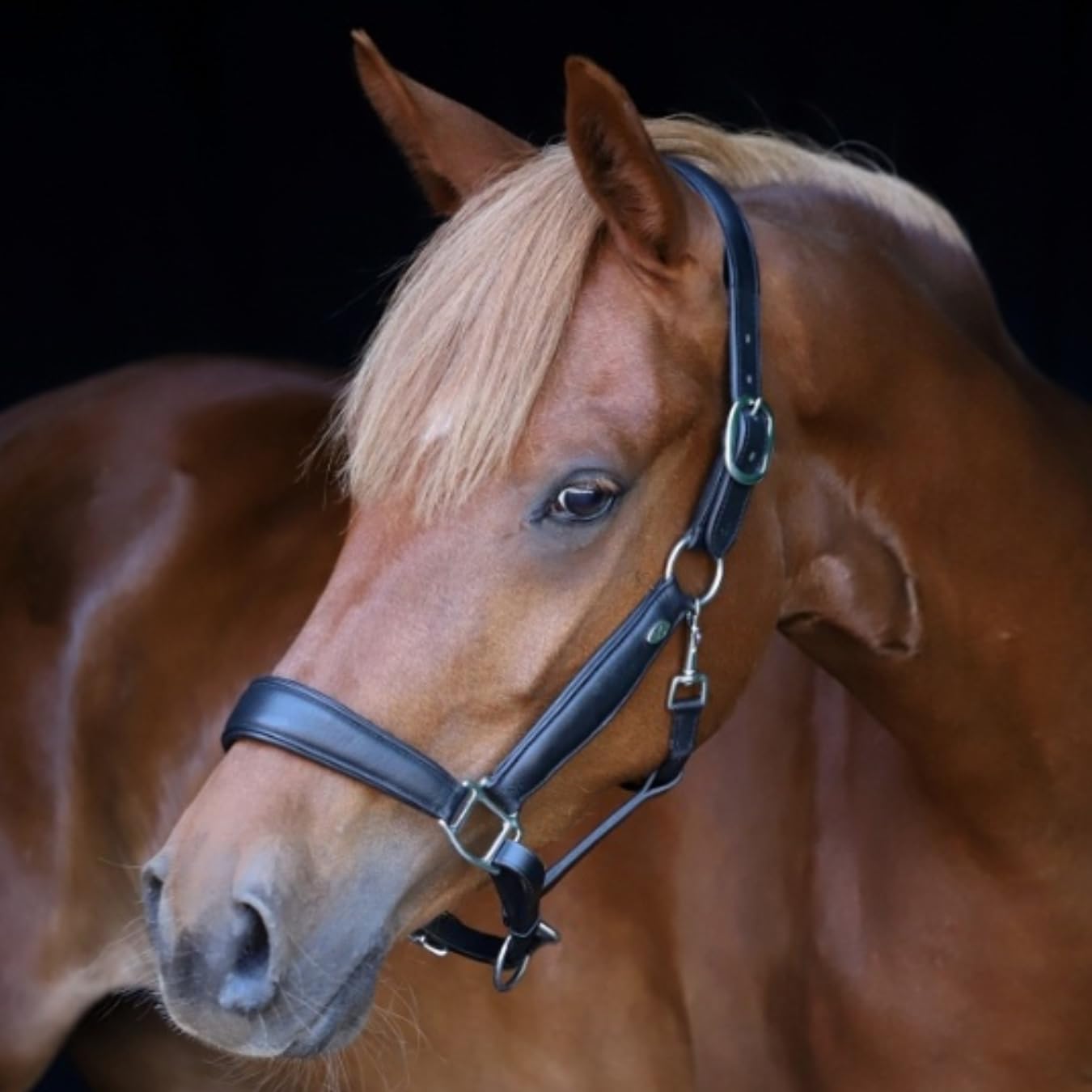 Marengos - Halfter Soft Comfort aus Leder – Pferdehalfter mit weich gepolstertem Nasenriemen & Genickstück – edles Lederhalfter – Pferde Zubehör in Schwarz – Vollblut, Warmblut & Pony
