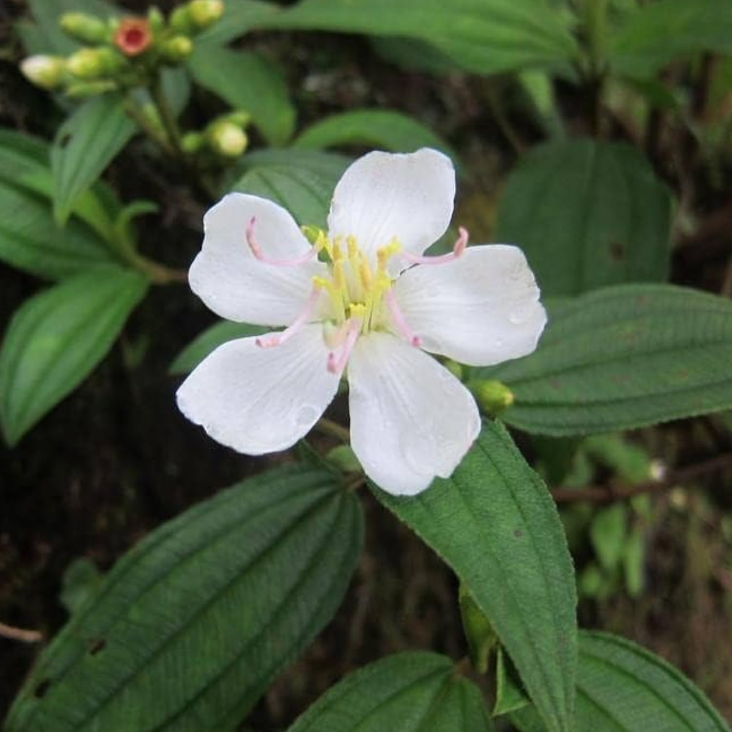 Hug A Plant | Melastoma White (Melastoma malabathricum) Flowering/Ornamental Live Plant (Home & Garden) (B0CJYC1K8T) Amazon Price History, Amazon Price Tracker
