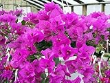 Royal Purple Bougainvillea Plant -Indoors/Out or Bonsai