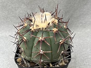 エキノカクタス　太平丸　ビッグベン　フランクリン　希少　サボテン エキノカクタス 太平丸 ビッグベン フランクリン 希少 サボテン