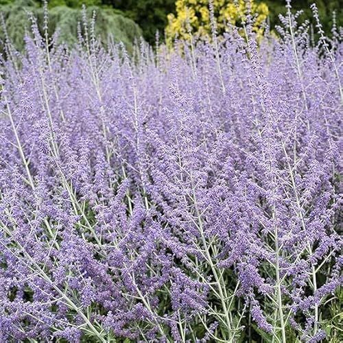 100 Pcs Blue Steel Russian Sage Seeds, Drought-Tolerant Perennial with Sky Blue Flowers, Perovskia atriplicifolia for Landscaping, Garden Borders, Pollinator Plants & Low-Maintenance Shrubs