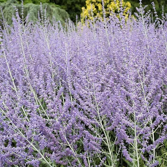 100 Pcs Blue Steel Russian Sage Seeds Drought-Tolerant Perennial with Sky Blue Flowers Perovskia atriplicifolia for Landscaping Garden Borders Pollinator Plants & Low-Maintenance Shrubs