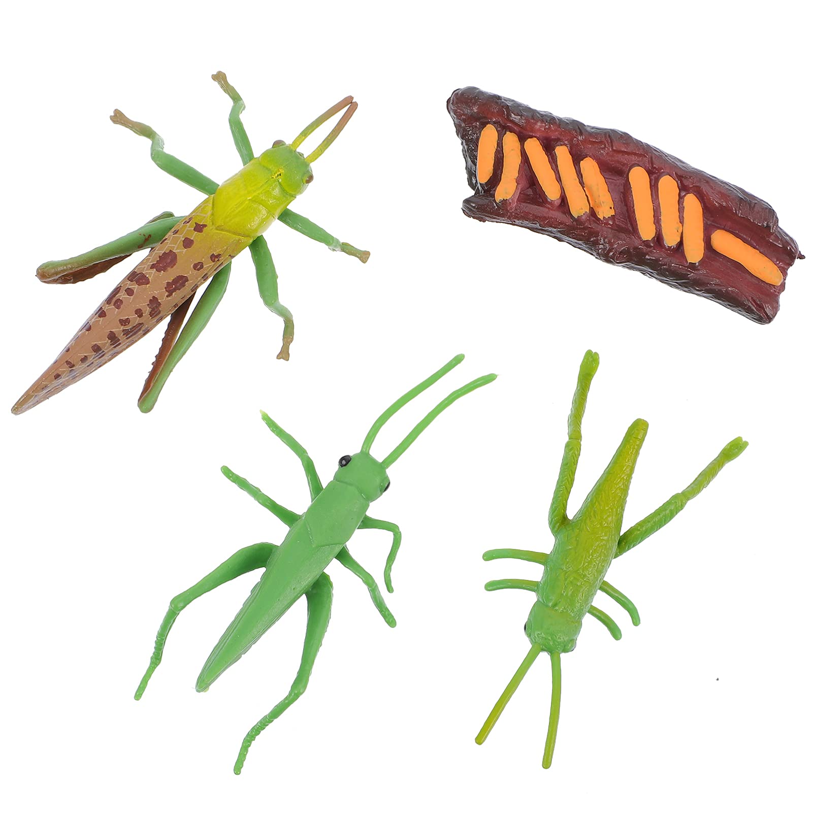 TOYANDONA Life Cycle of a Cricket Insect Figurines Safariology Growth Cycle Model Educational Toy for Kids