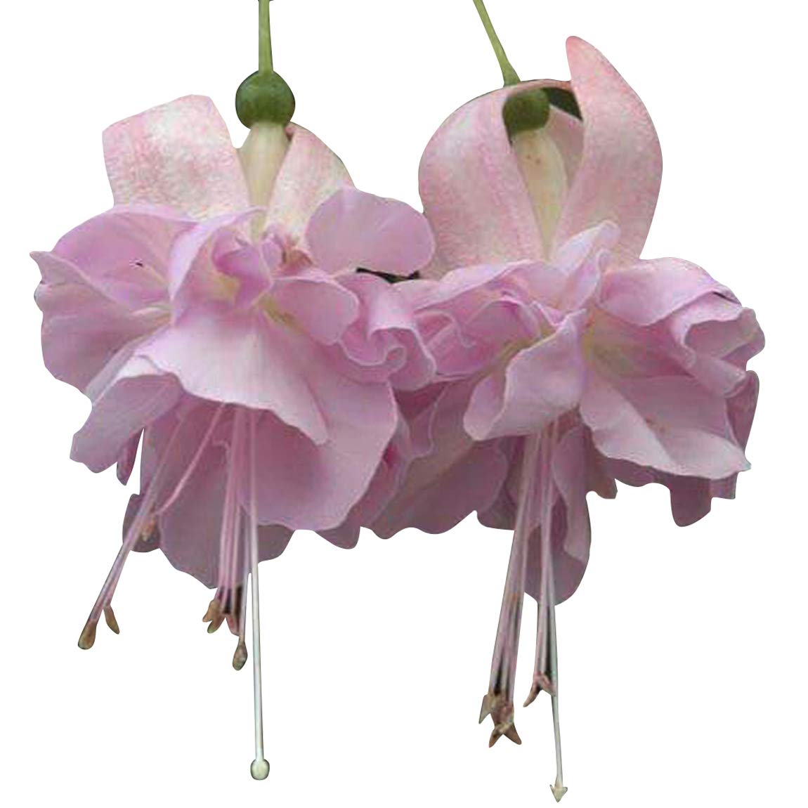 See full amazon price history chart for Nema Fuchsia Flower Seeds-Light Pink-100Pcs Nema Fuchsia Flower Seeds-Light Pink-100Pcs (B07SH4FKCF) Amazon Price History, Amazon Price Tracker