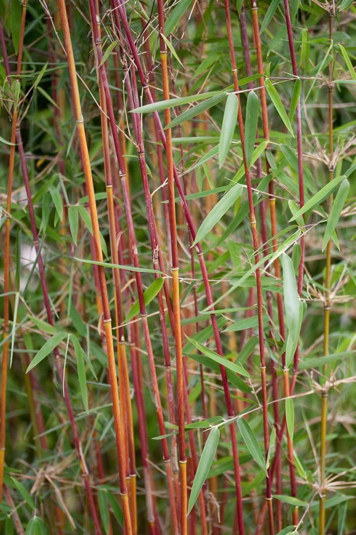 Roter Bambus Fargesia Jiuzhaigou 1 40-60 cm winterhart immergrün