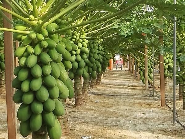 2000 Seeds, Hybrid papaya seeds dwarf variety, Germination tested, for farming (B0CH4RG9B3) Amazon Price History, Amazon Price Tracker