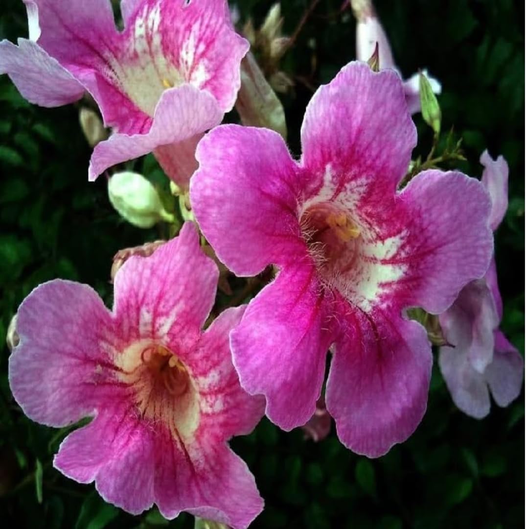 live plants (TECOMA)