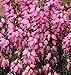 Produktbild 10x Winterheide Corinna - Erica carnea - Gartenpflanze
