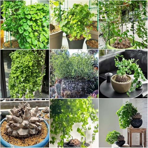 Semillas de Dioscorea elephantipes balcón césped ornamental sombra interior decoración de balcones jardín jardín rocas 10pcs