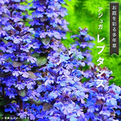 Amazon アジュガ レプタンス 5号ポット大苗 宿根草 苗 多年草 耐寒性 常緑 グランドカバー 日陰 花