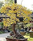 bonsai ginkgo biloba prezzo Order cannot be cancelled once it is shipped