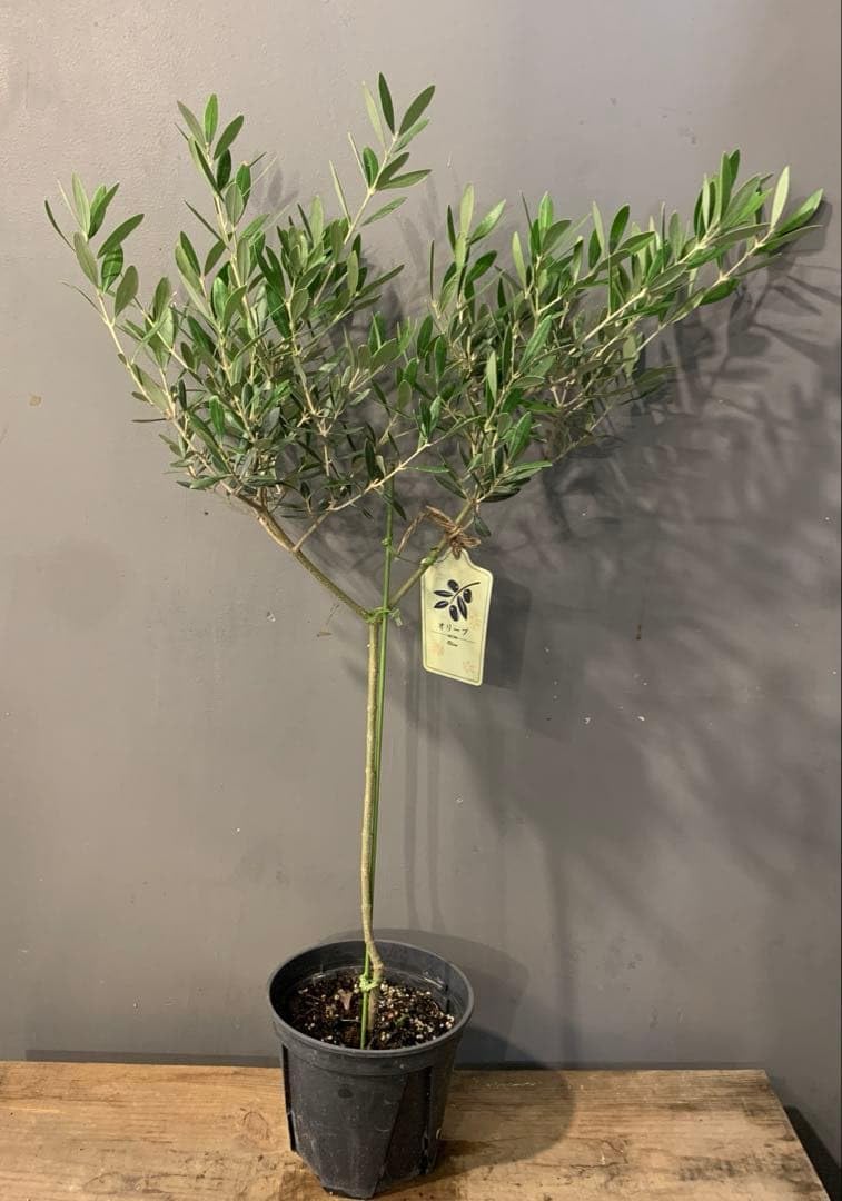 Amazon｜オリーブの木 ルッカ 5号 高さ約73cm｜観葉植物 オンライン通販