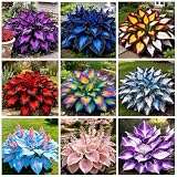 385+ Hosta Seeds Perennial Heart-Shaped Hosta Bare Roots - Rich Foliage, Heart Shaped Leaves, Outdoor Garden