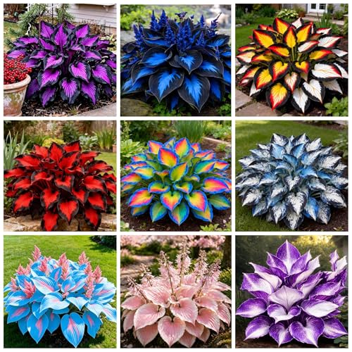 385+ Hosta Seeds Perennial Heart-Shaped Hosta Bare Roots - Rich Foliage Heart Shaped Leaves Outdoor Garden