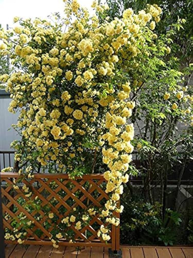 黄色モッコウバラ 特大株 黄色モッコウバラ 特大株