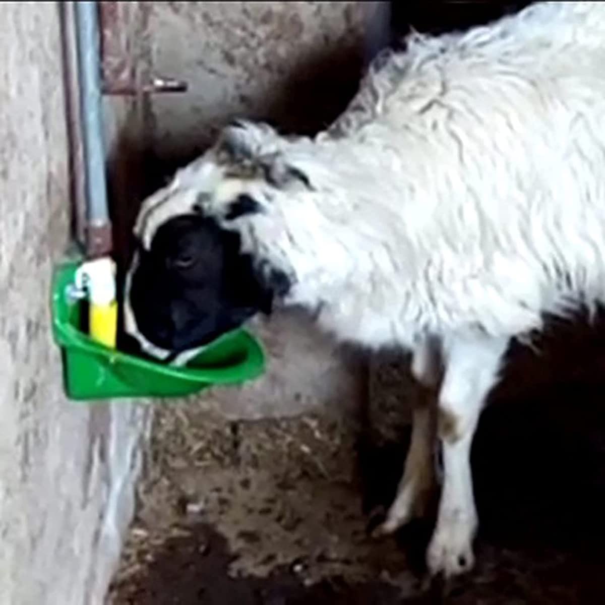 Cuenco De Agua Automático para Ganado 1L, Espese El Abrevadero Ovejas, Abrevaderos Agua para El Ganado Cerdo Ovejas Cabra Ganado De Caballo