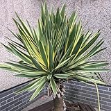 CHUXAY GARDEN Yucca Gloriosa,Spanish Dagger 30 Seeds Yucca Gloriosa 'Aureovariegata' Evergreen Shrub Growing to 2.5 m Low-Maintenance