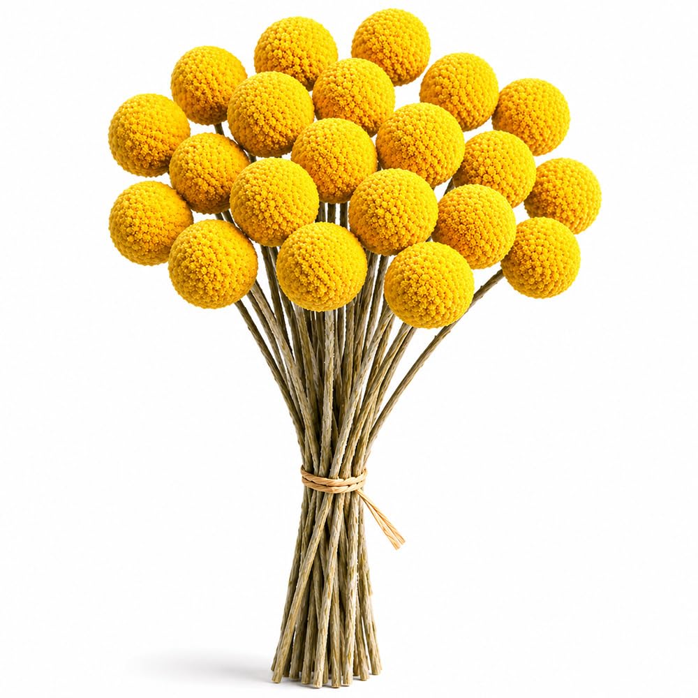 20 Stück Billy Bälle Blumen Getrocknet, Natürliche Craspedia Globosa Getrocknete Blumen Trockenblumen Gelb Billy Bälle für Blumenarrangements Craspedia Globes Decor für Hochzeit, Zuhause (20 Stück) Küche, Haushalt & Wohnen
